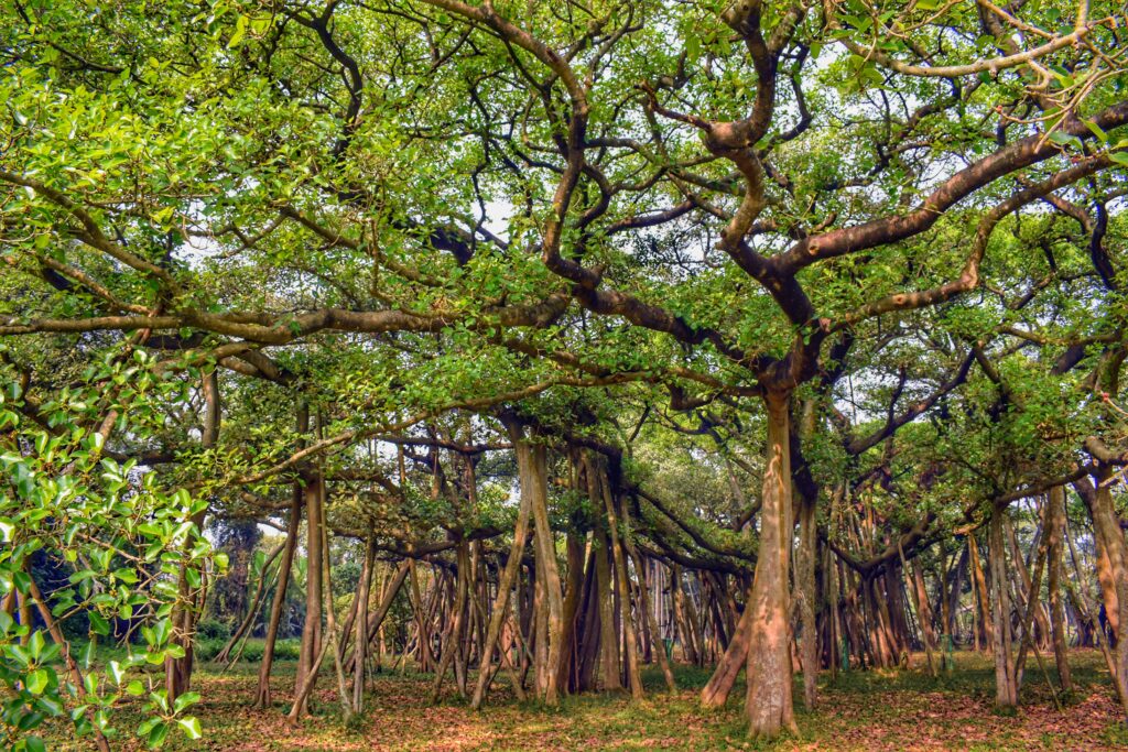 Great Banyan Tree, India