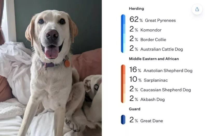DNA Test Reveals ‘Lab Mix’ Is Actually Livestock Guardian: Is Your Dog Who You Think He Is?