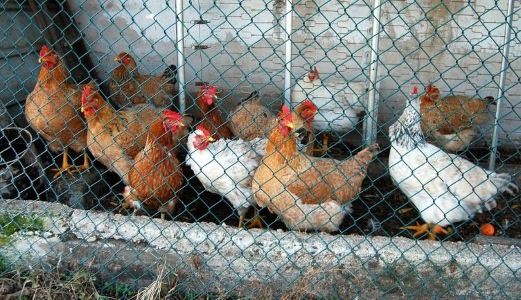 Sweden Becomes the First Cage-Free Nation: 17 Million Hens Freed