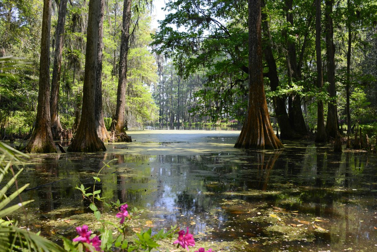 A swamp campground where gators splash at sunset