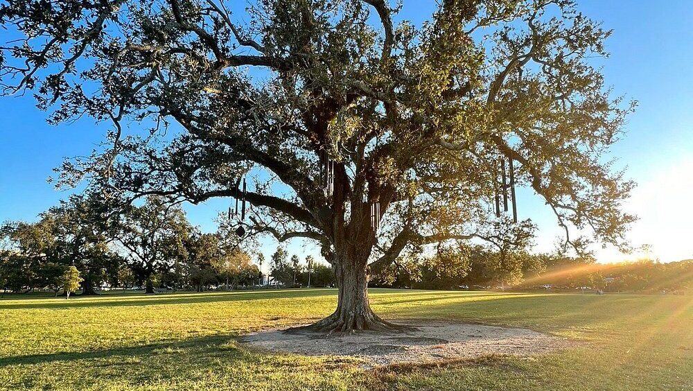 Escape the City Heat Under the “Singing Tree” in a Centuries-Old Oak Grove