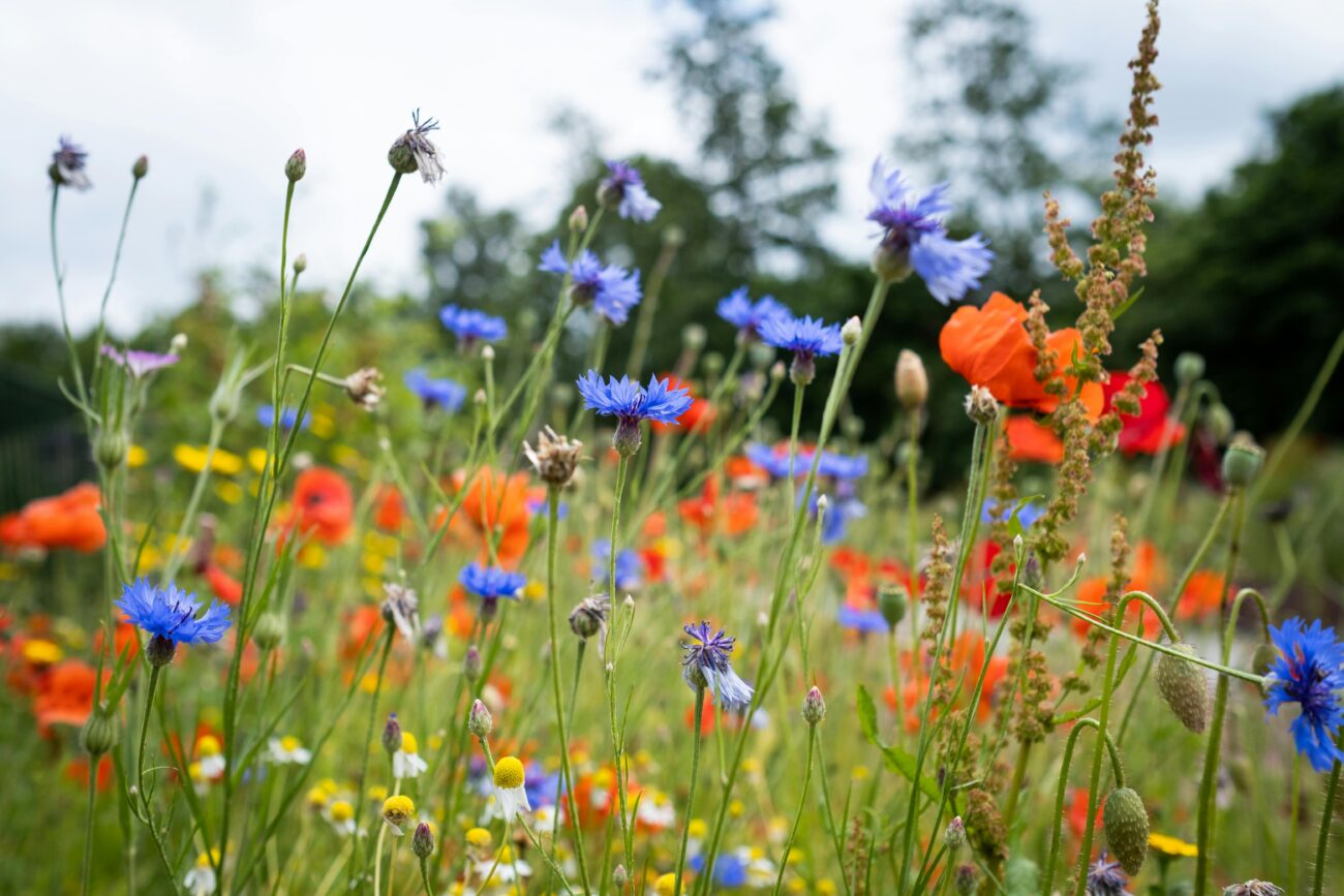 Breckenridge Blooms: Colorado’s Newest High-Altitude Wildflower Festival Takes Root
