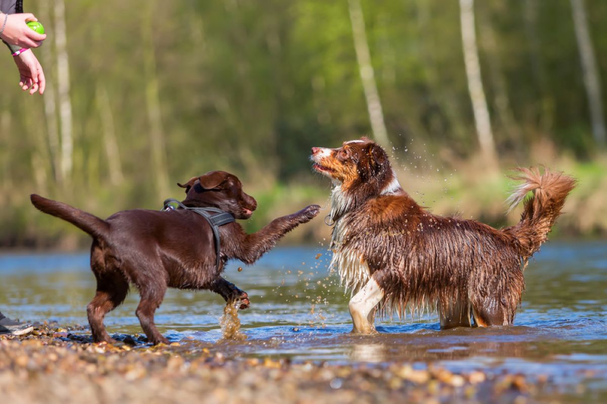 Denver’s Backyard Lake Lets Dogs Run Wild on 107 Acres