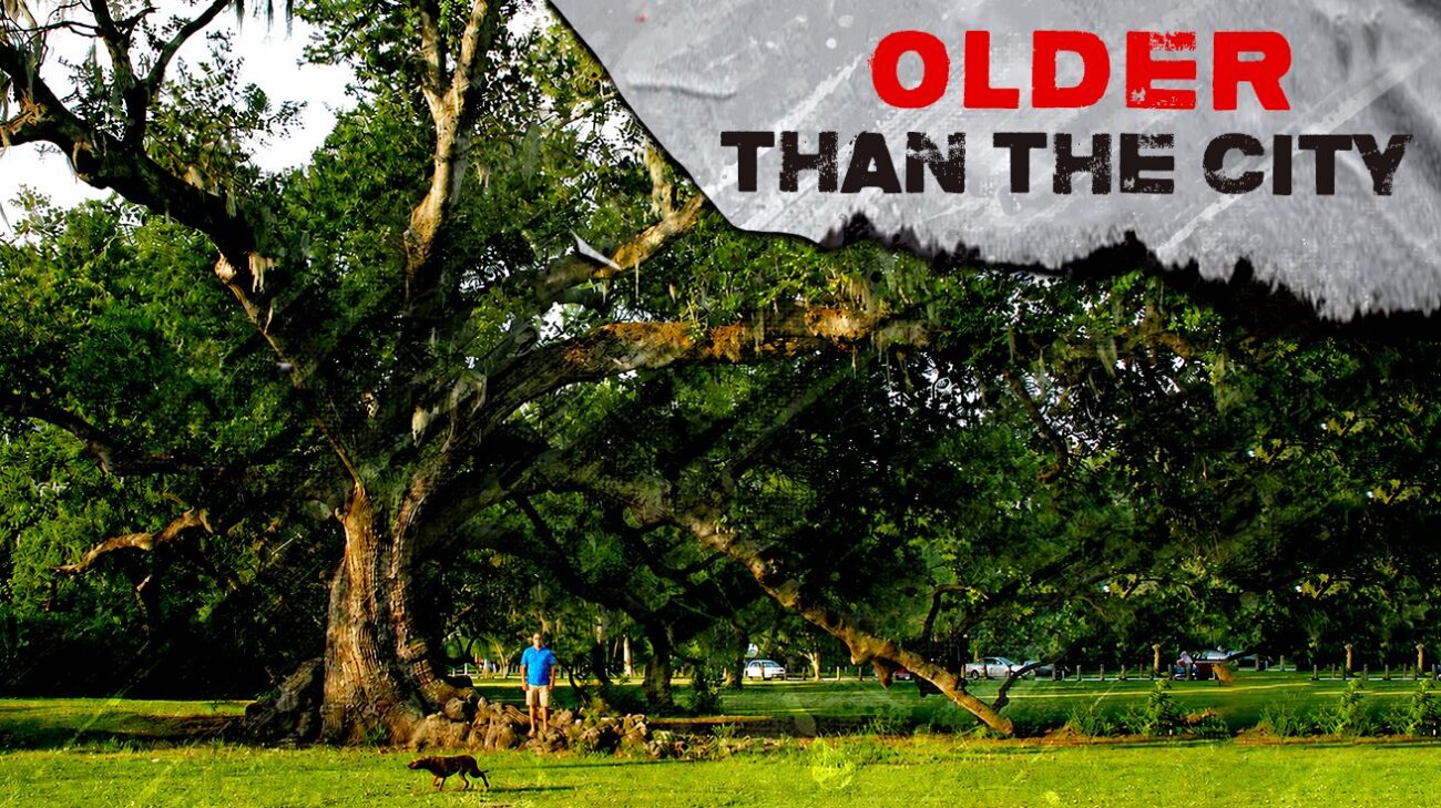 3 Places to Stand Beneath New Orleans’ Oldest Living Giants