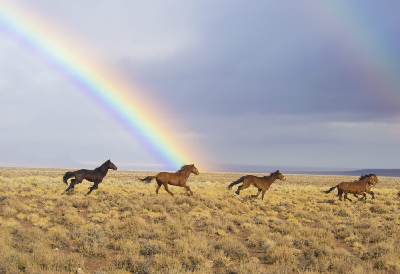 the Last Stop Before Burning Man – Wild Horses, Art, and A Gateway to Lake Tahoe