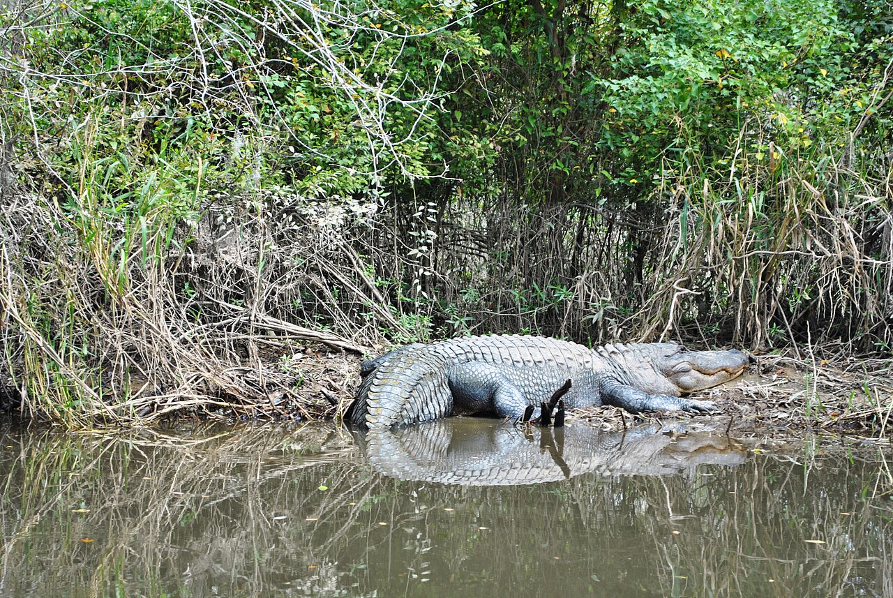 This Ancient Cypress Swamp Near Slidell Offers an Unfiltered Look at Louisiana’s Wildest Wetlands