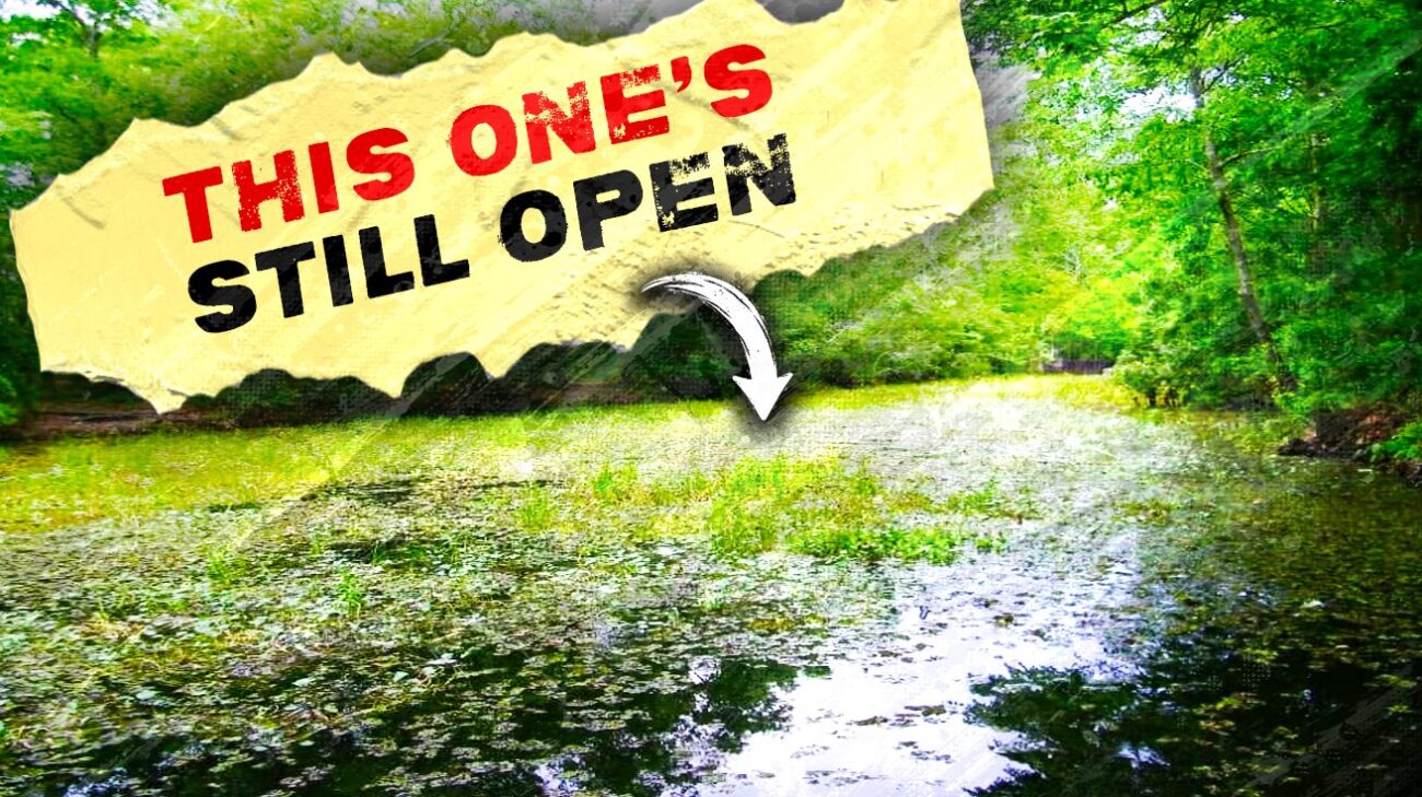 4 Paddle Routes Into the Barataria Swamps, and What’s Open Right Now