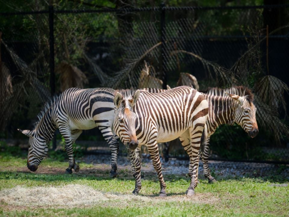 Audubon Zoo Puts a Louisiana Swamp and White Alligators Under the Uptown Oaks
